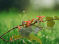 5 Seeds Helicteres isora Red Screw Tree Ornamental Shrub