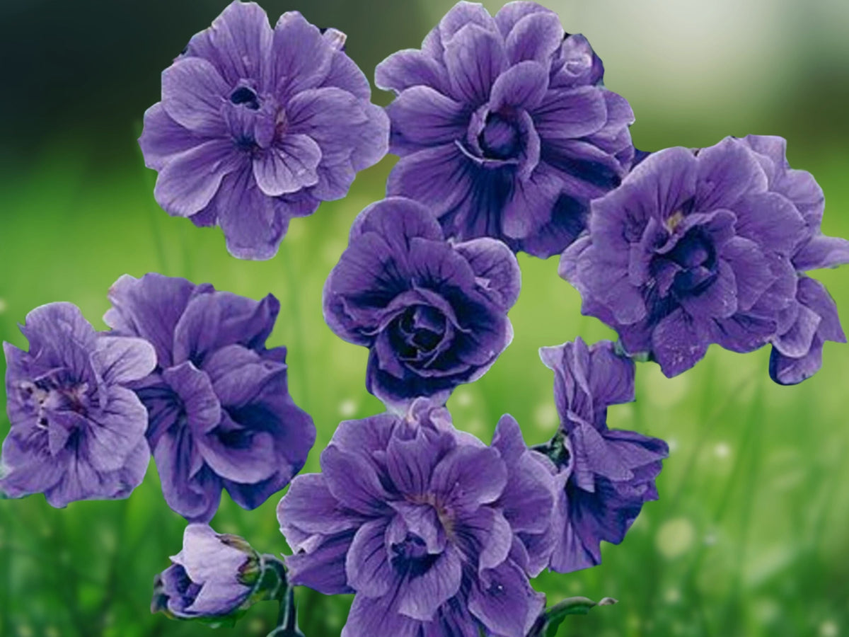 10 Double Purple Geranium Seeds Pelargonium Hybrid Perennial Flower Rich Violet Blooms Easy Grow Patio Container Garden Bedding Plant