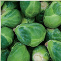 Brussel Sprout Seeds 1000 Seeds Jade Cross E Organic Vegetable Garden Seeds Brassica oleracea var. gemmifera
