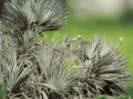 5 Seeds Nannorrhops ritchiana Mazari Palm Cold Hardy Ornamental