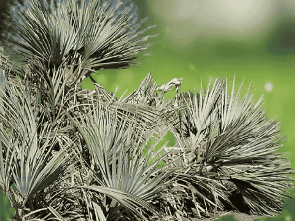 5 Seeds Nannorrhops ritchiana Mazari Palm Cold Hardy Ornamental