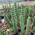 Spiral Cactus 4" & 6" Pots Eulychnia Castanea 'Spiralis' Rare Indoor Plant Twisted Growth Pattern Low Maintenance