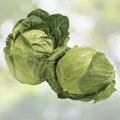 Early Golden Acre Cabbage Seeds - 200+ Pack, Chinese Cabbage, White Center, Brassica oleracea, 3lbs USA