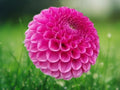 25 Seeds Dahlia Pinnata Lavender Pink Blooms Compact Perennial Easy Grow Ornamental Garden Flower