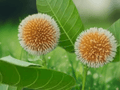 5 Seeds Neolamarckia cadamba Kadam Flower Tree Ornamental Tropical