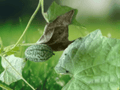 5 Seeds Melothria scabra Cucamelon Mexican Sour Gherkin Heirloom Vine