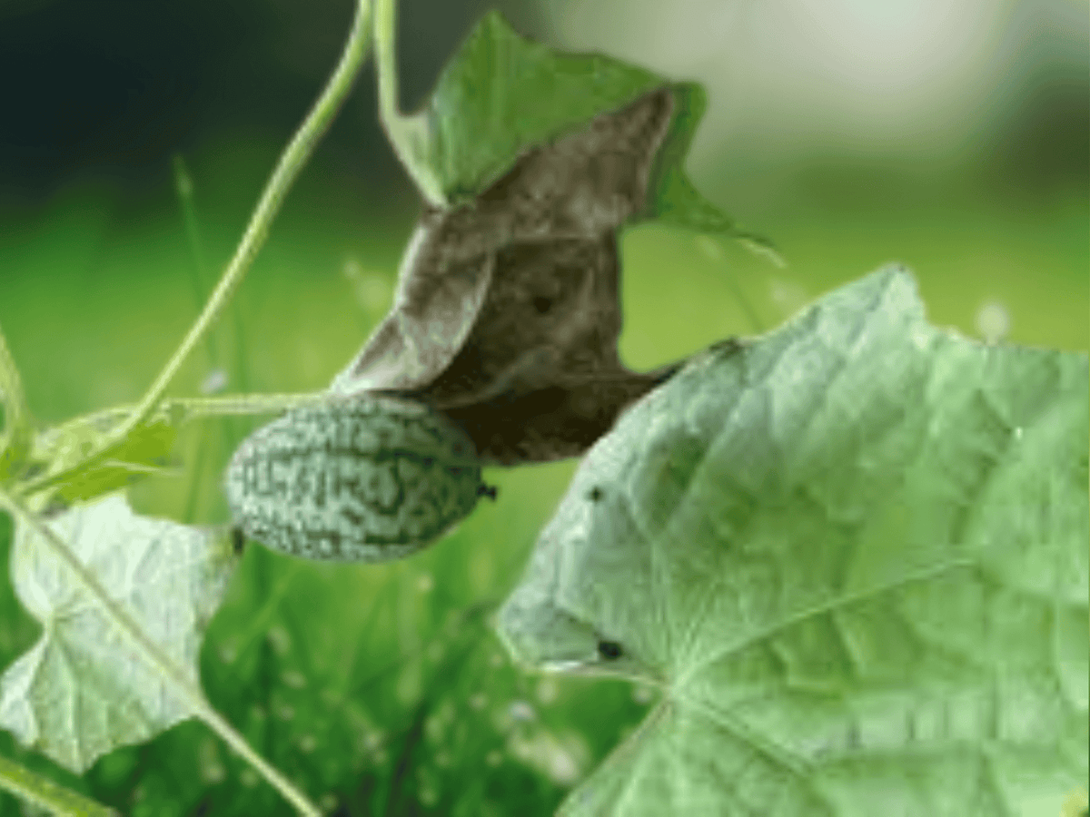 5 Seeds Melothria scabra Cucamelon Mexican Sour Gherkin Heirloom Vine