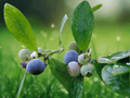 10 Live Plant Sunshine Blue Blueberry Vaccinium corymbosum Starter Plug