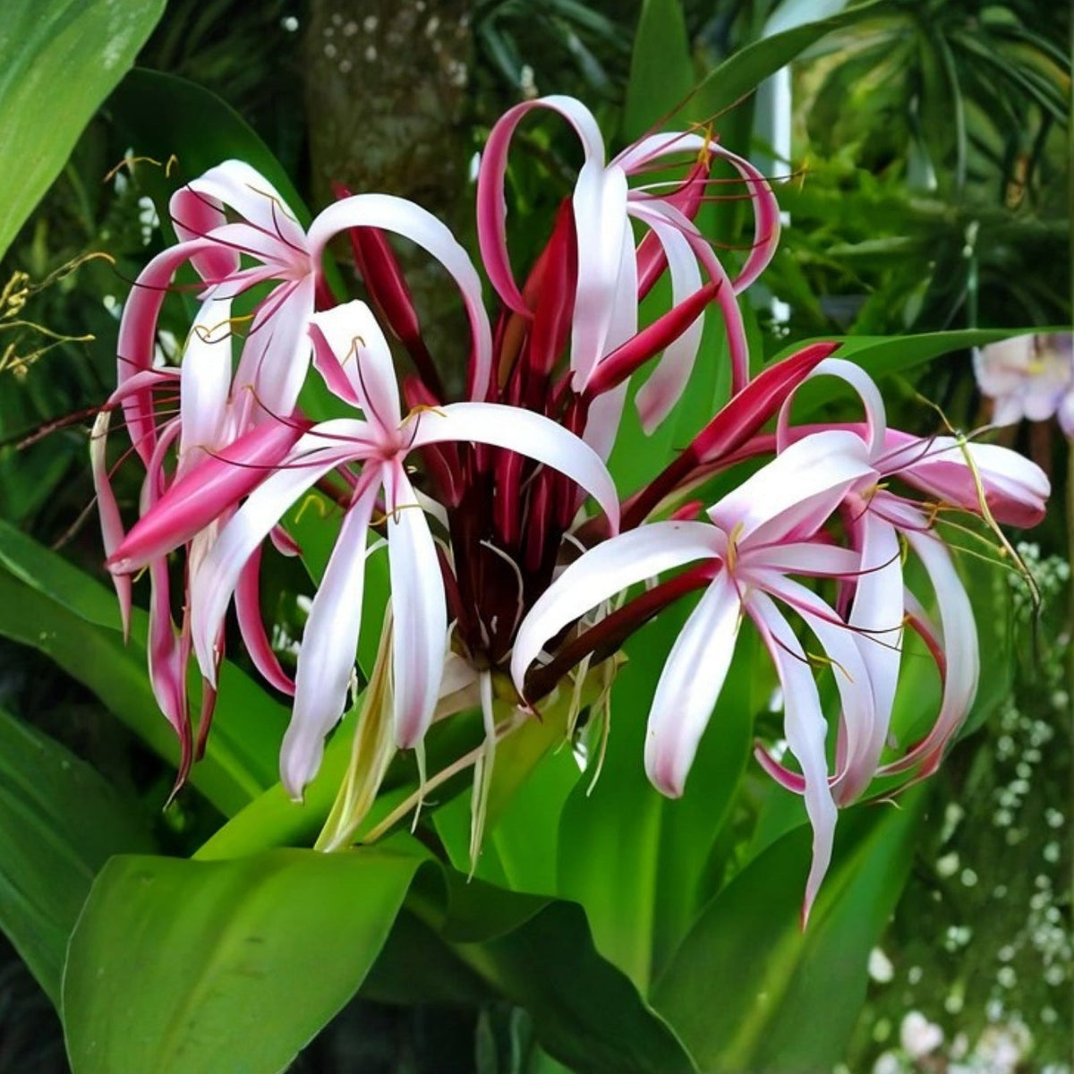 Queen Emma Crinum Lily Plant - Large Flowering Tropical Houseplant, Crinum procerum var. splendens 'Queen Emma'