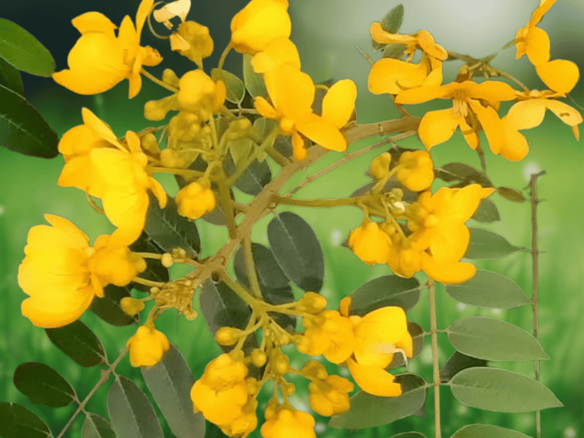 5 Seeds Cassia auriculata Tanners Cassia Senna Auriculata Flowering Shrub