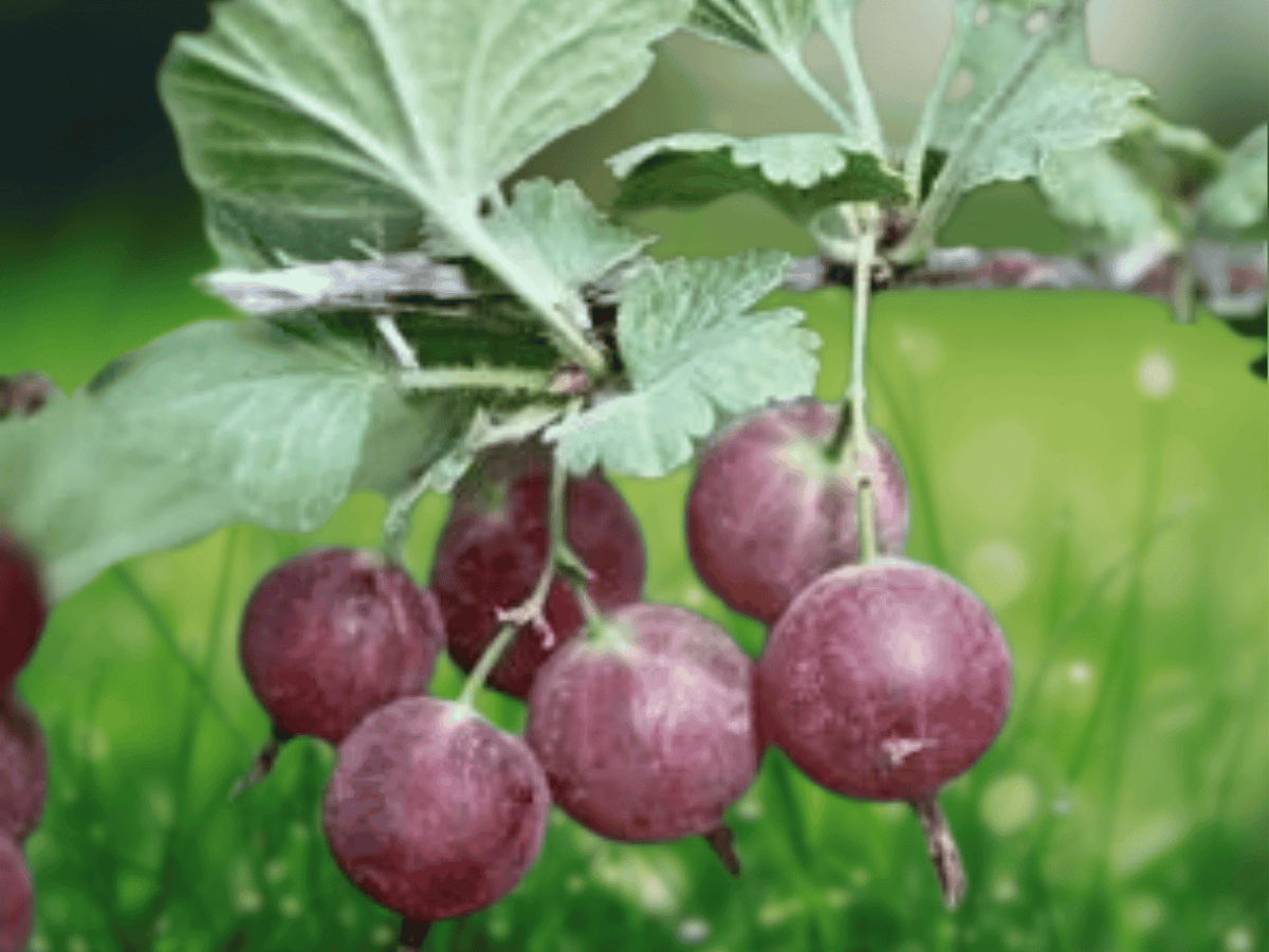 1 Live Plant Black Velvet Gooseberry Ribes uva-crispa 6 Inch Tall Well Rooted Starter