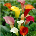 Calla Lily Bulbs for Planting - Mixed Color - Zantedeschia spp. - Flowering Bulbs for Garden and Landscaping