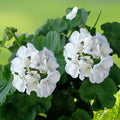 Double White Pelargonium Zonal Geranium Live Plant Starter Cuttings - 3x6" Fresh Cuttings for Home Garden