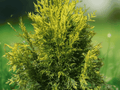 10 Seeds Western Arborvitae Thuja plicata Evergreen Hedge Tree Privacy Screen