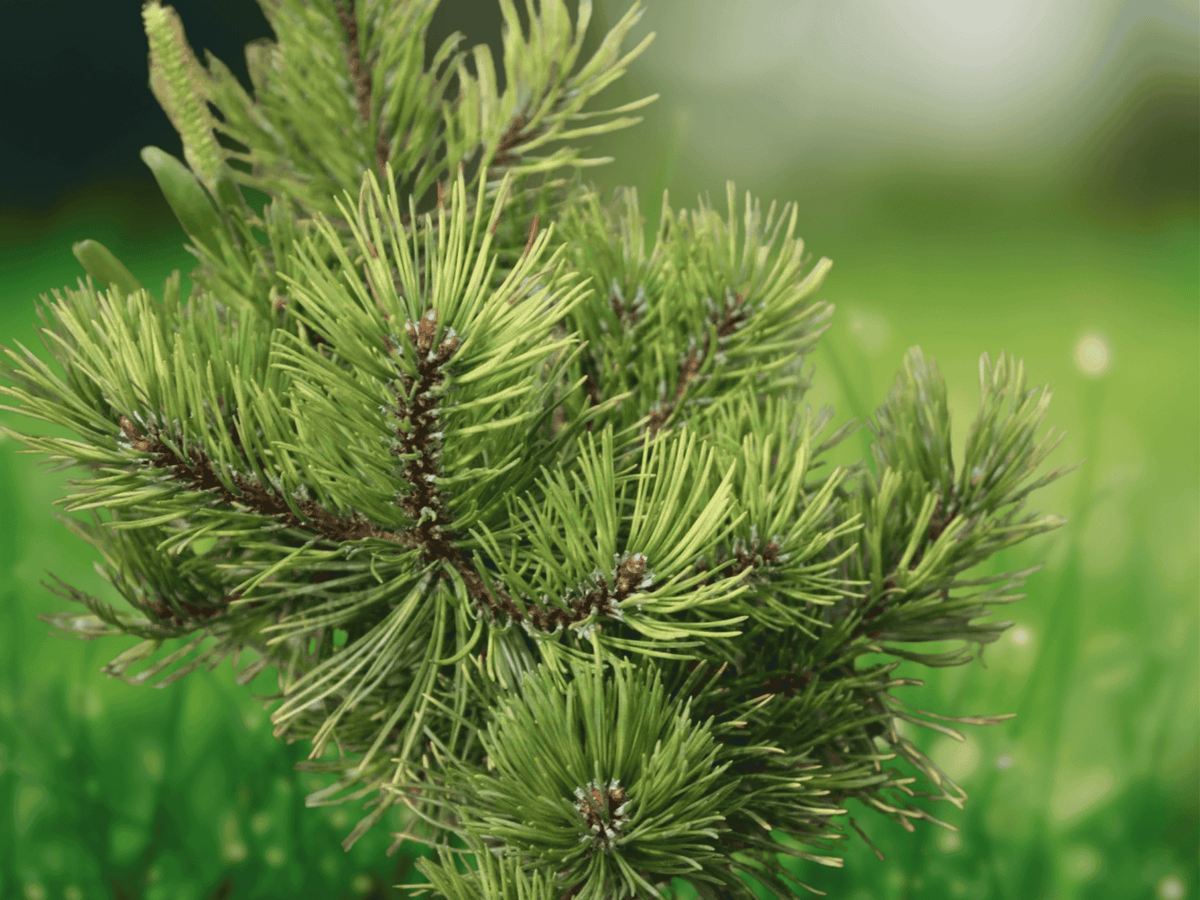 5 Seeds Pinus heldreichii Bosnian Pine Tree Evergreen Conifer