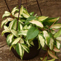 Hoya Carnosa Krimson Princess Plant 3" Pot - Variegated Wax Plant with Creamy Edges - Indoor Houseplant Decor - Hoya Carnosa