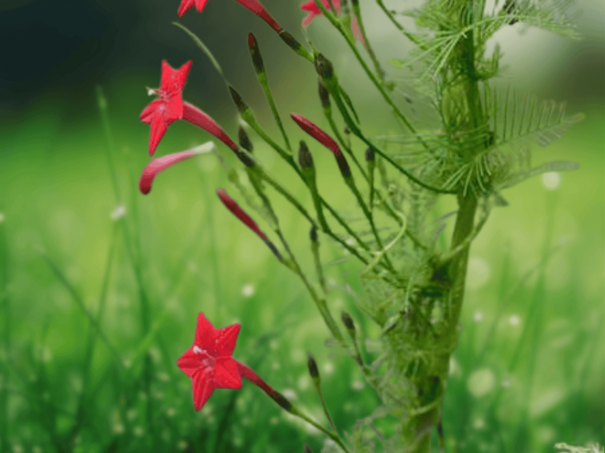 10 Seeds Cypress Vine Ipomoea quamoclit Climbing Annual Flower