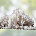 White Willow Tree Cutting - Silver Leaf Variety - Grow Your Own Salix alba - Live Plant for Landscaping and Garden