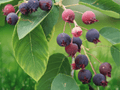 1 Live Plant Jennebelle Juneberry 12 Inch Tall Amelanchier obovalis 1 Year Old