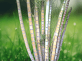 5 Seeds Dypsis lutescens Areca Palm Clumping Tropical Palm Indoor Outdoor