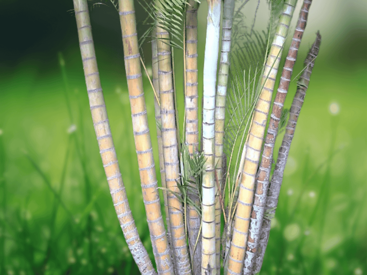 5 Seeds Dypsis lutescens Areca Palm Clumping Tropical Palm Indoor Outdoor