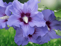 1 Live Plant Althea Hibiscus Rose of Sharon Purple Starter Bare Root Hardy Shrub