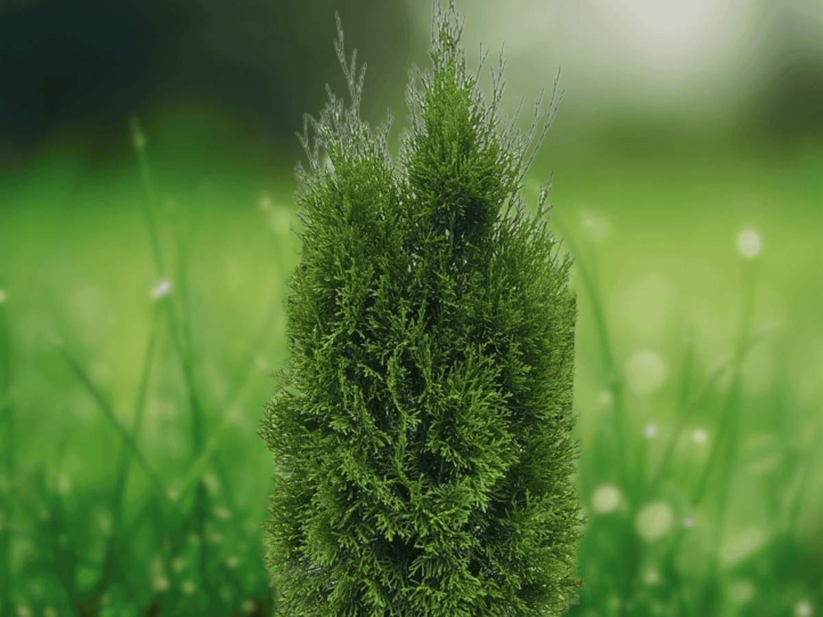10 Live Plants Emerald Green Arborvitae Thuja occidentalis Starter Plants