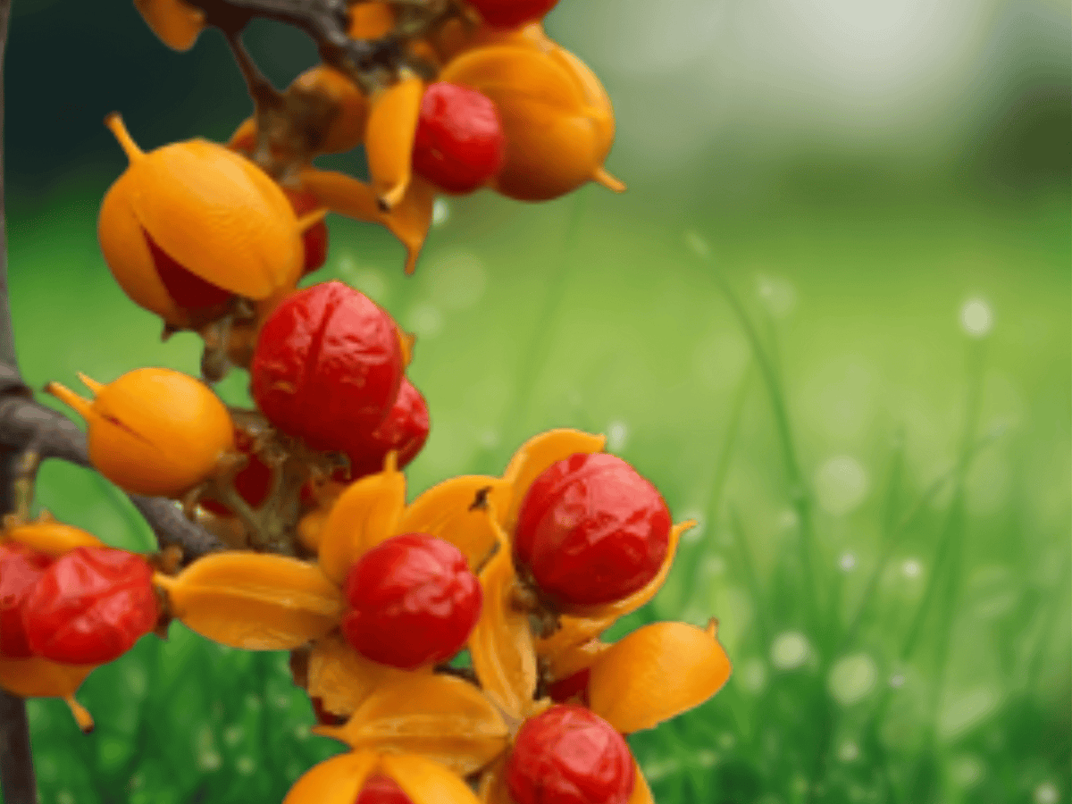 200 Seeds American Bittersweet Vine Celastrus scandens Climbing Vine