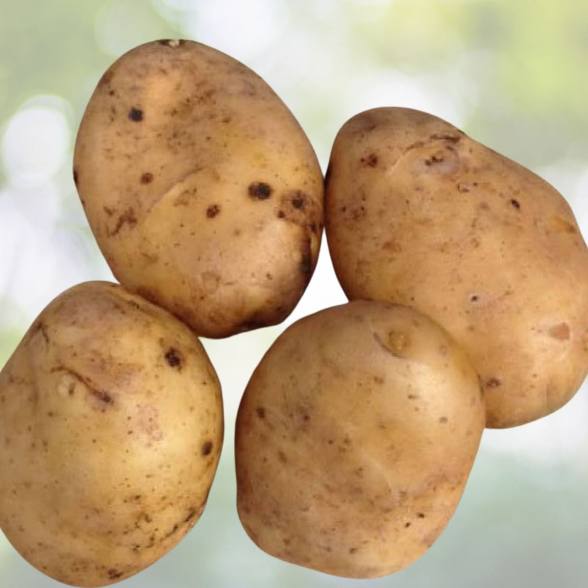 Kennebec Seed Potatoes 5 Medium Tubers White Organic Non GMO Planting Bulbs