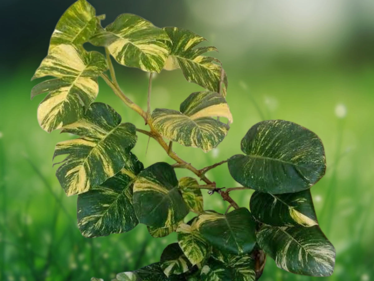 1 Live Plant Variegated Giant Golden Pothos Hawaiian Climbing Rooted Starter in 2.5 Inch Pot Indoor Houseplant