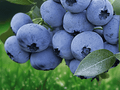 5 Live Plant Plugs Legacy Blueberry Vaccinium corymbosum
