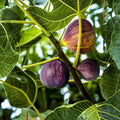 Golden Jubilee Heirloom Tomato Plants - Set of 2 Live Starter Plants - Organic, Non-GMO, Solanum Lycopersicum, Garden Vegetables