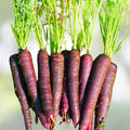 Carrot Seeds 500+ Purple Haze Hybrid Non-GMO Unusual Sweet Variety Daucus carota Vegetable Seeds