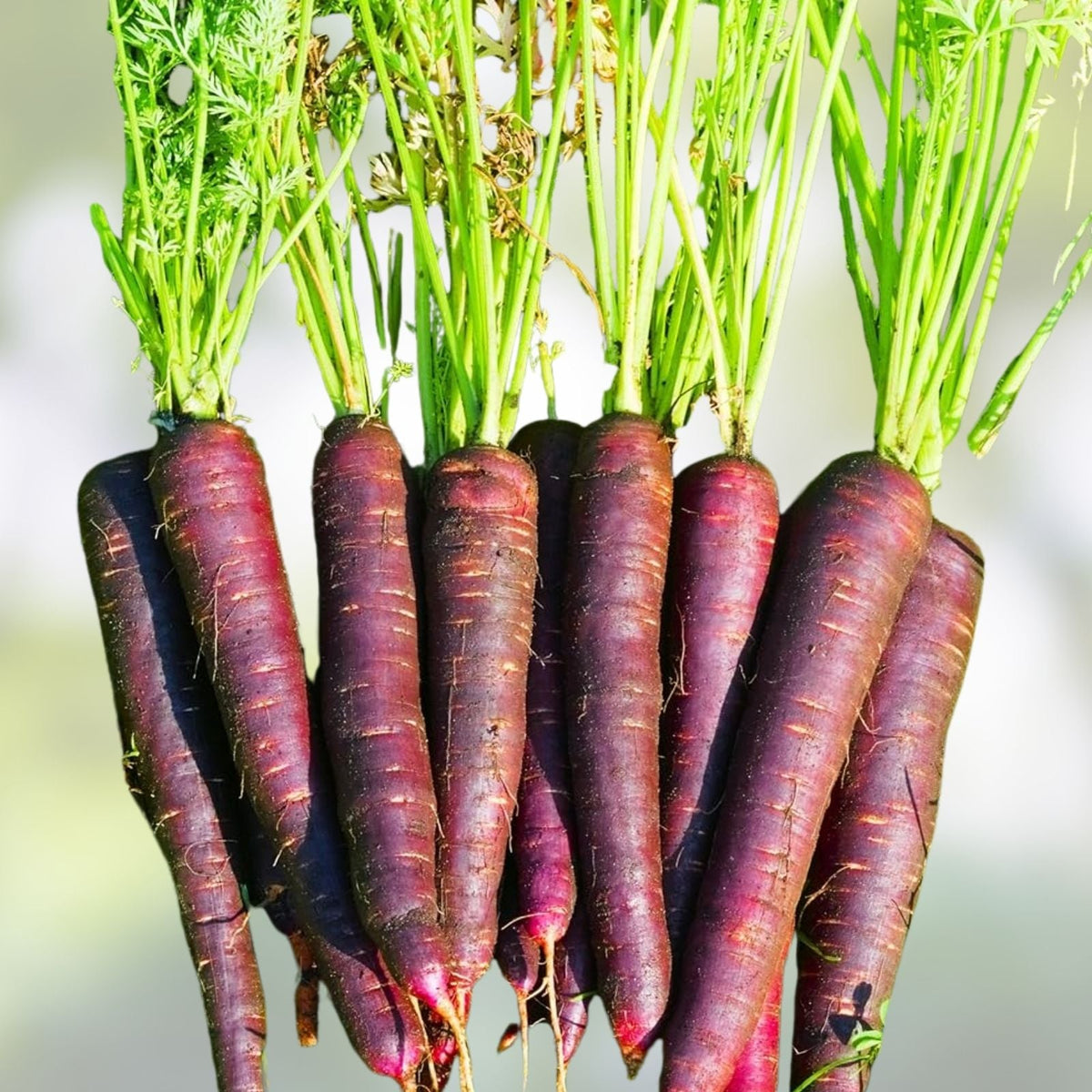 Carrot Seeds 500+ Purple Haze Hybrid Non-GMO Unusual Sweet Variety Daucus carota Vegetable Seeds