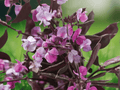 5 Seeds Dolichos lablab Red Leaved Hyacinth Bean Vine Ornamental Climbing Vine