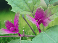 25 Seeds Tree Spinach Chenopodium giganteum Edible Leaf Plant Ornamental