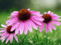 20 Seeds Echinacea purpurea 'Magnus' Purple Coneflower Seeds