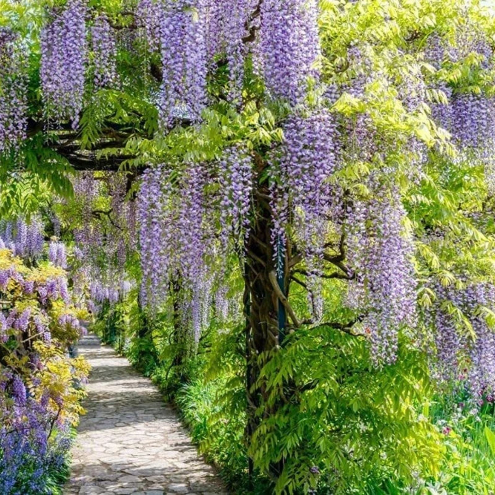 Chinese Wisteria Vine Seeds - 10 Pack - Wisteria sinensis - Grow Beautiful Climbing Plants