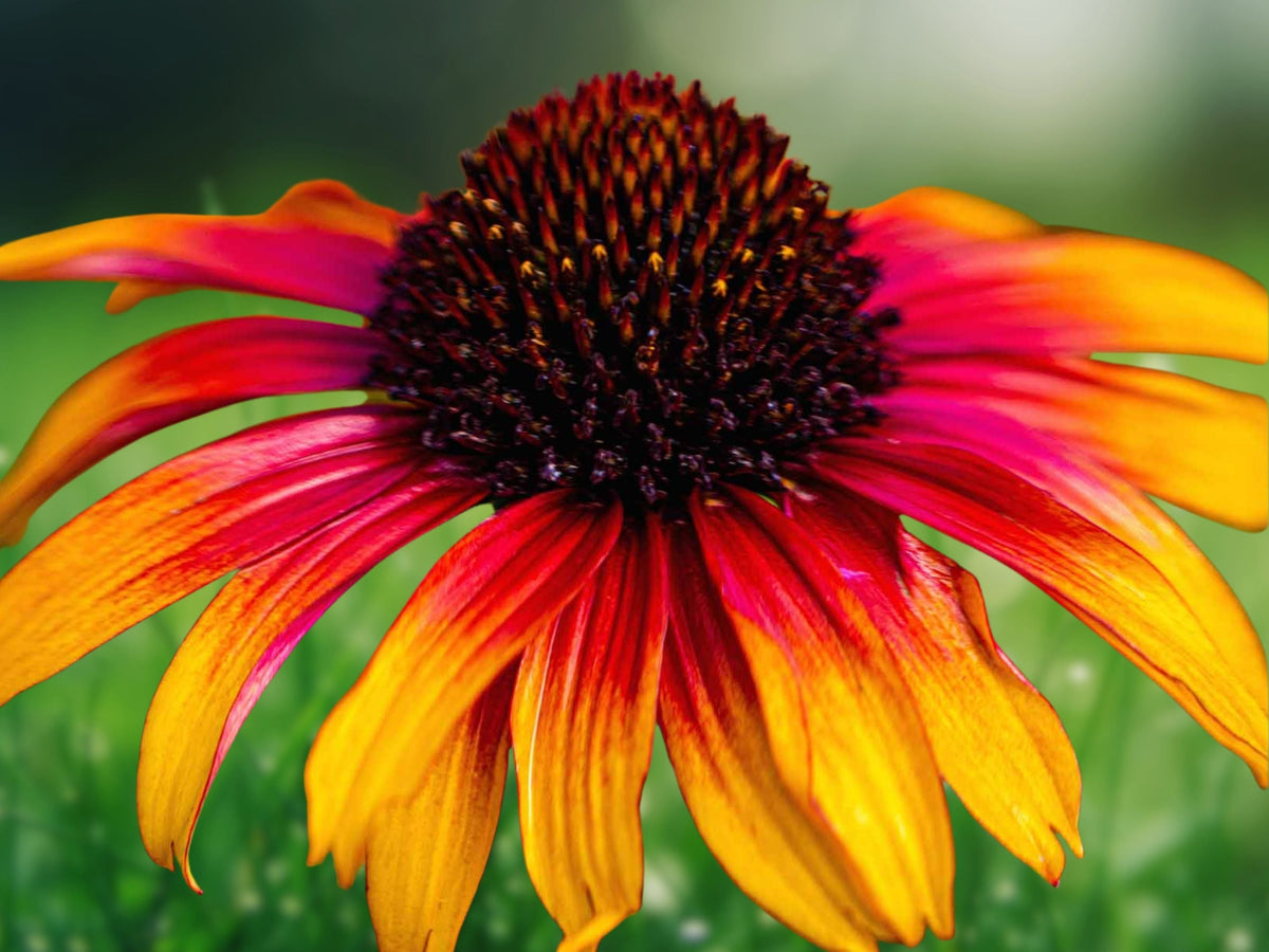 50 Seeds Echinacea 'Fiery Meadow' Coneflower Perennial Red Orange Blooms Drought Tolerant Pollinator Attractor