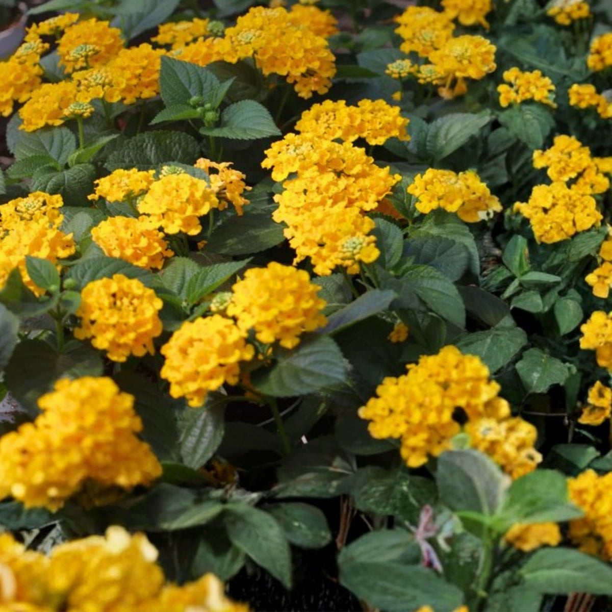 Lantana Plant 6" Pot Yellow & Lilac Flowers Lantana camara - Hardy Ornamental Shrub for Pollinators, Drought-Tolerant