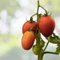 Bradley Tomato Seeds | NON-GMO Heirloom | Fresh Organic Variety | Solanum lycopersicum
