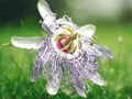 5 Live Plants Purple Passion Fruit Passiflora edulis Starter Plant