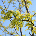 Thornless Honeylocust Tree Seeds 10 Pack - Gleditsia triacanthos inermis - Drought Tolerant, Fast Growing, Ornamental Tree Seeds
