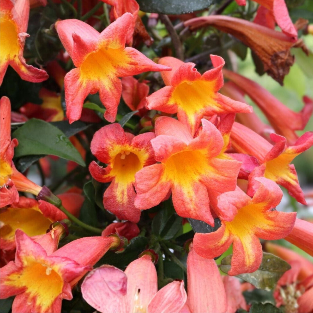 Crossvine Live Plants 2-Pack, Orange/Red Flowers, Hummingbird Attractant, Bignonia capreolata, Native Southern Alabama Vine
