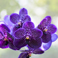 Vanda Orchid Plant - Large-Flowered Hybrid - Two-Tone Pink & Red Blooms - Vanda Taweesuksa - Healthy Blooming Size Available