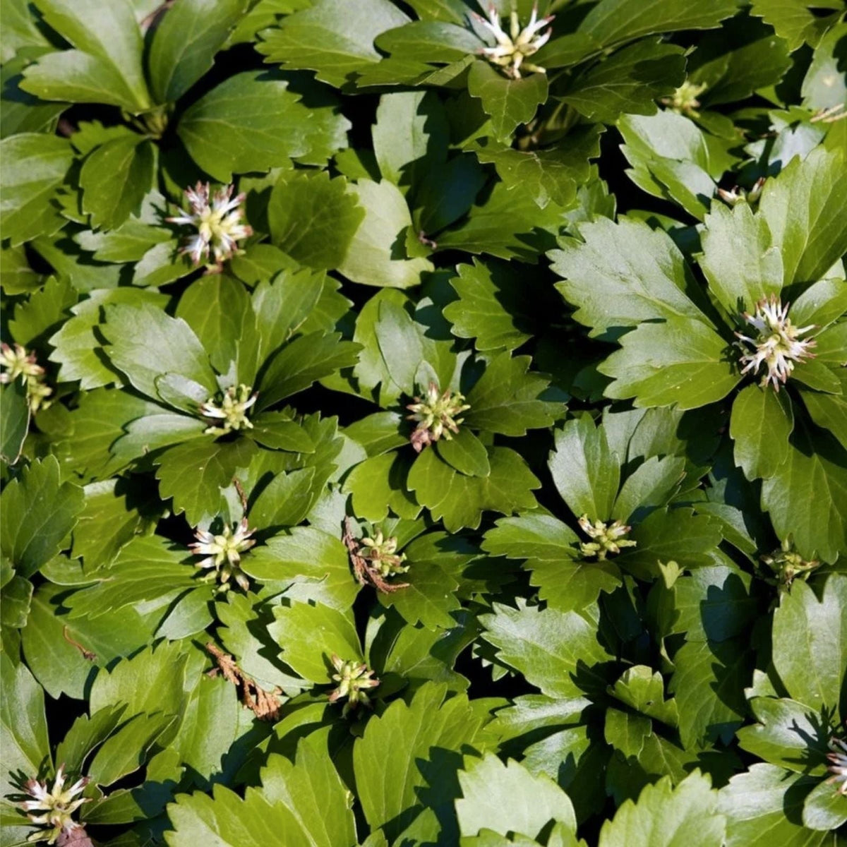 Pachysandra Ground Cover Plants – 20 Well Established Plants with Roots – Pachysandra terminalis – Evergreen Shade Groundcover