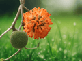 5 Seeds Broussonetia papyrifera Paper Mulberry Tree Ornamental Fast Growing