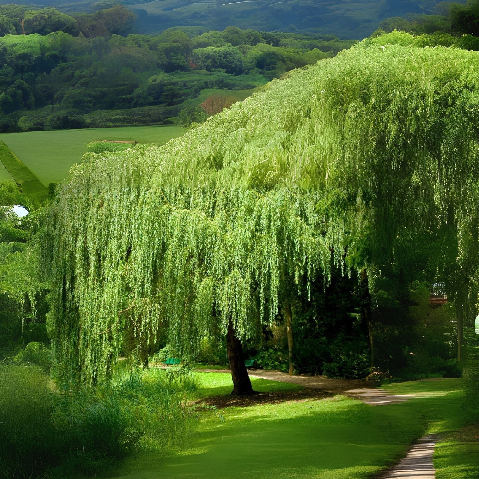 Aussie Willow Tree Bundle - 10 Fast Growing + 4 Weeping Willow Trees - Salix spp.