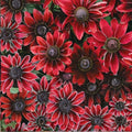 Cherry Mix Rudbeckia Seeds 125+ Annual Flower Seeds Garden Rudbeckia hirta