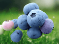3 Live Plant Heintooga Blueberry Starter Plugs Vaccinium corymbosum